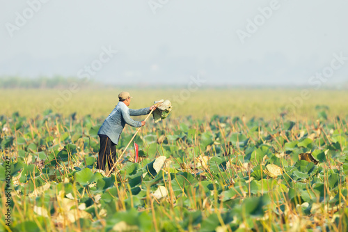 Thai native folk collect the waterlily leaf for sale