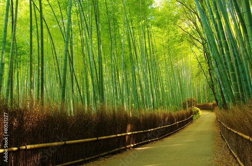 LANE into the bamboo forest 竹林の小路