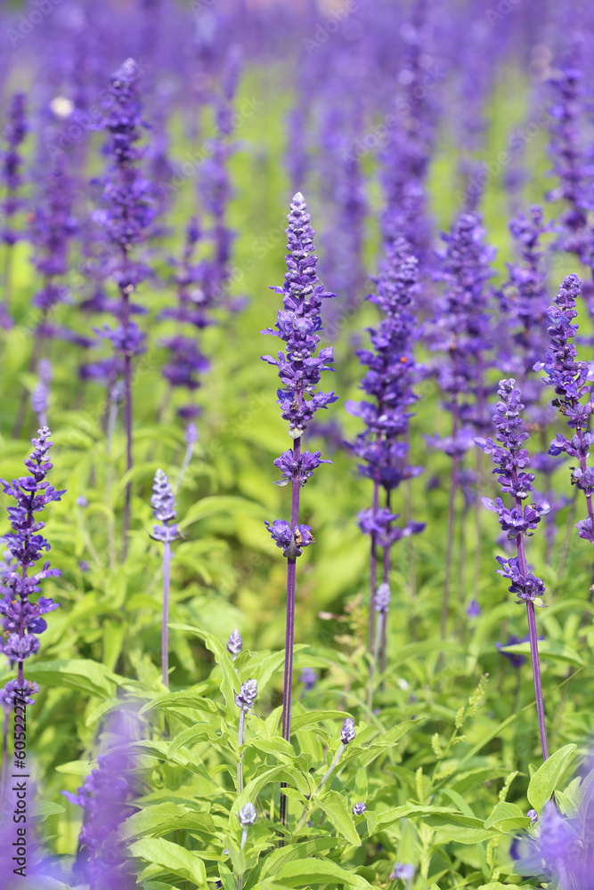 Fototapeta premium Lavender growing in garden