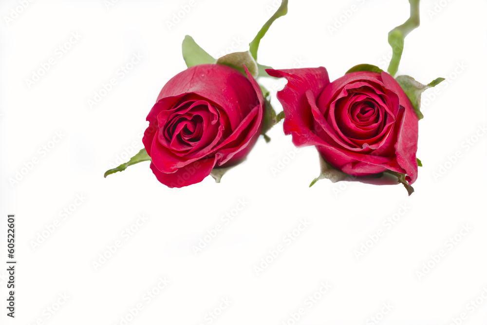 two red roses lying down on a white background two red roses lying down on a white background