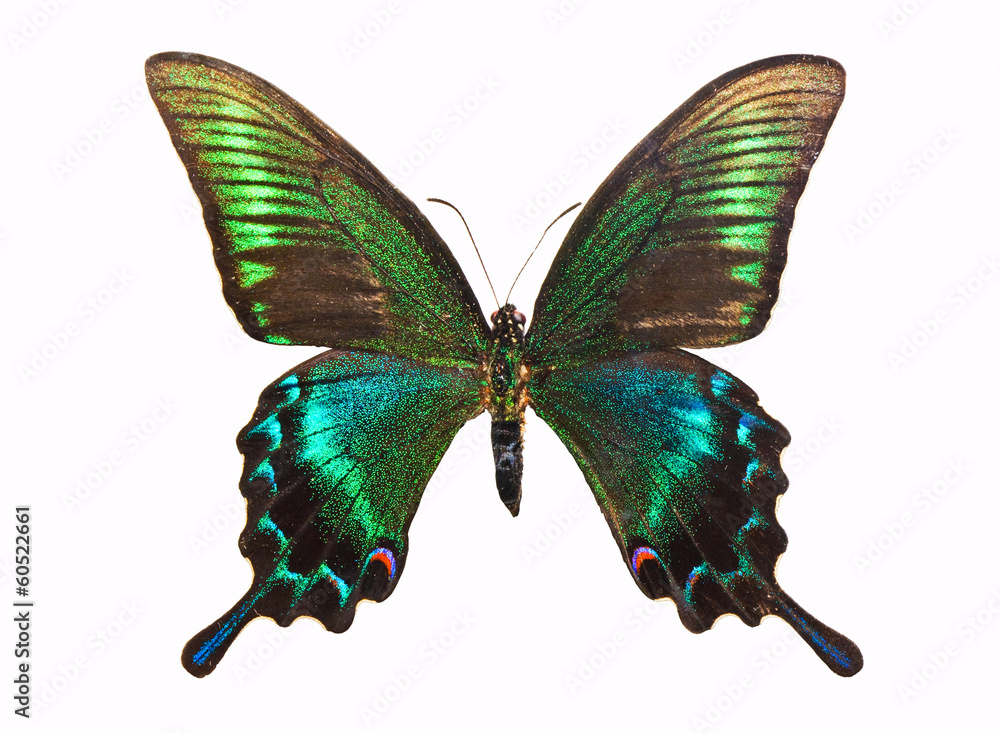 Obraz premium Butterfly Papilio bianor