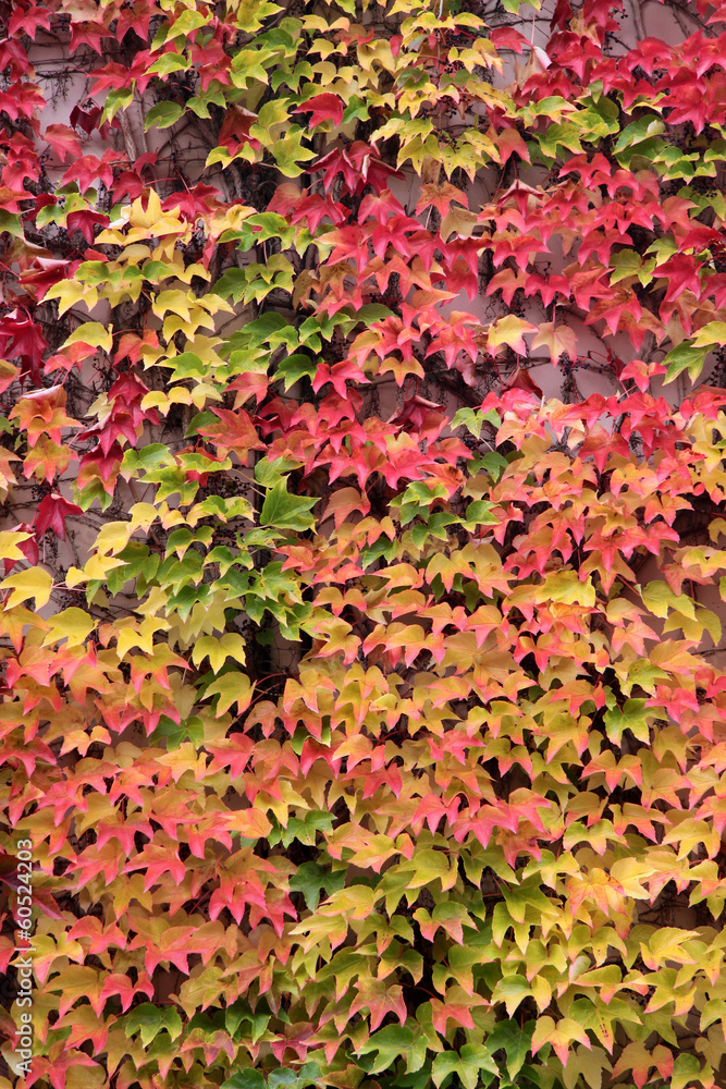 Farbige Blätter des wilden Weins im Herbst Farbige Blätter des wilden Weins im Herbst