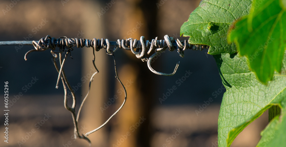 Φωτογραφία Vine tendril in vineyards