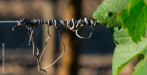 Φωτογραφία Vine tendril in vineyards