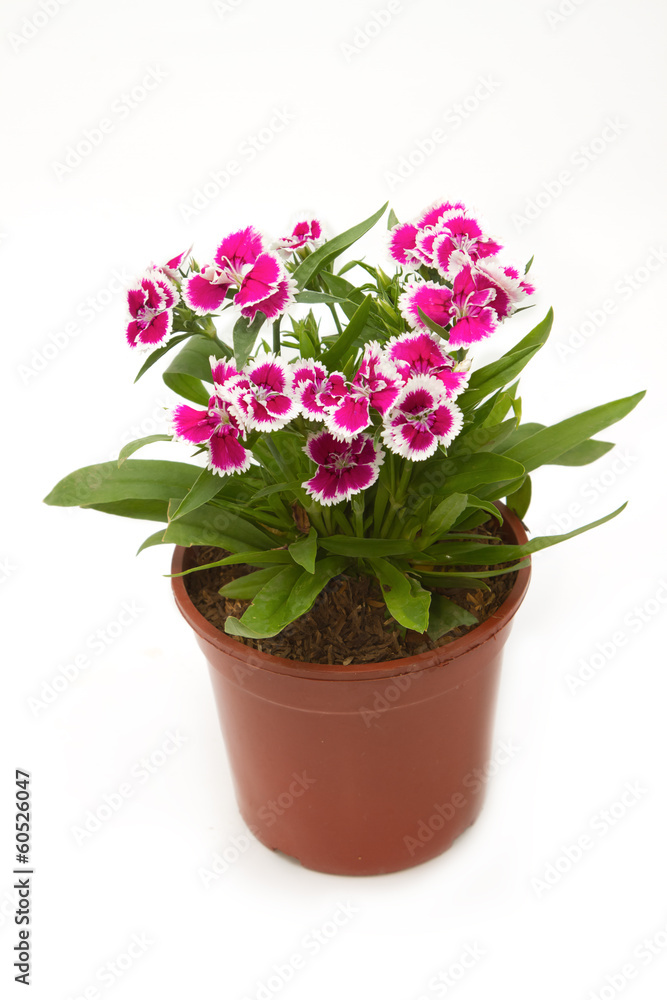 Dianthus Chinensis Flowers,China Pink, Indian Pink