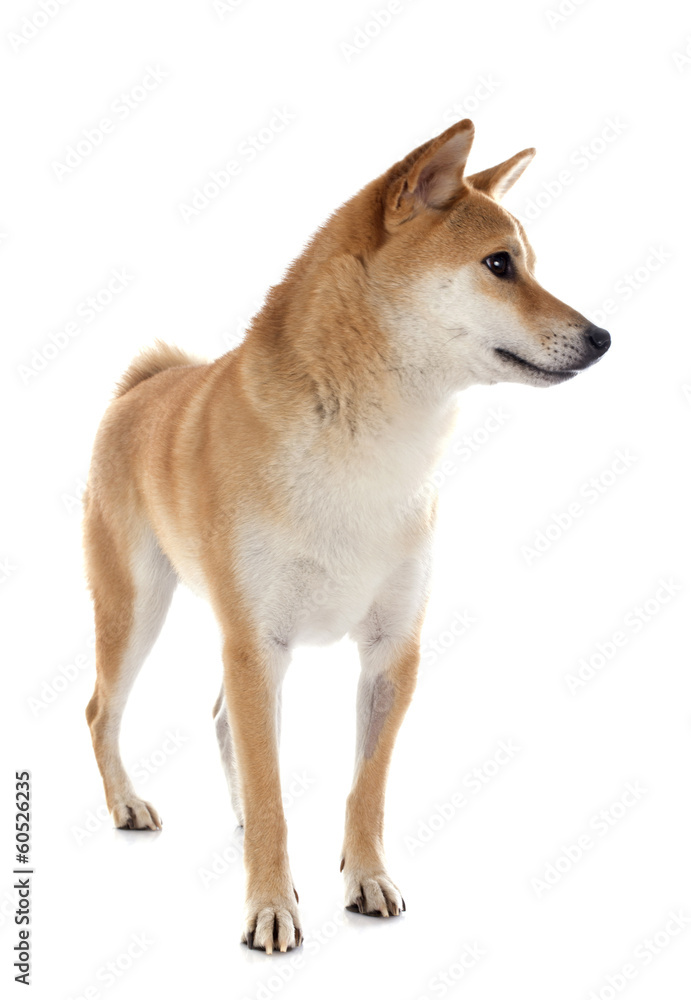 shiba inu shiba inu