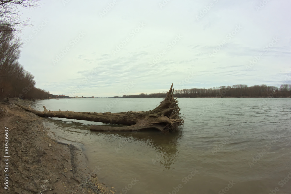 Big tree on river Danube
