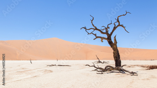 Dead acacia trees and red dunes of Namib desert