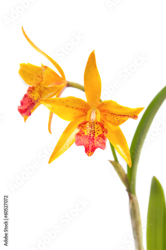 Fototapeta Naklejka Na Ścianę i Meble -  Yellow Cattleya Orchid