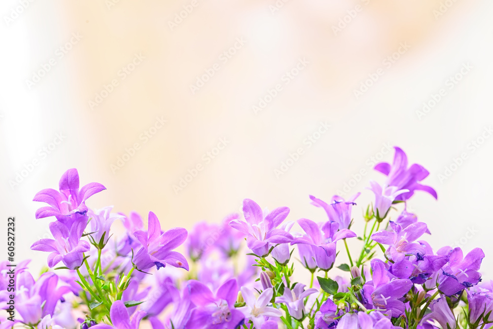 Campanula spring flowers Campanula spring flowers