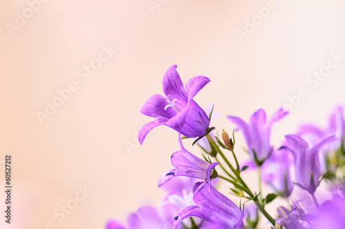 Campanula spring flowers