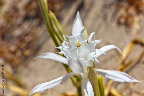 Giglio di mare (Pancratium maritimum) photo