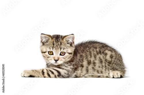 Fototapeta Naklejka Na Ścianę i Meble -  Scottish Straight  kitten lying on white background