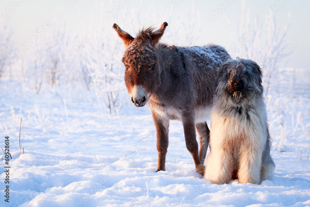 Grey donkey and briard dog