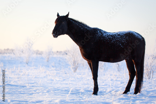 Trakehner black stallion