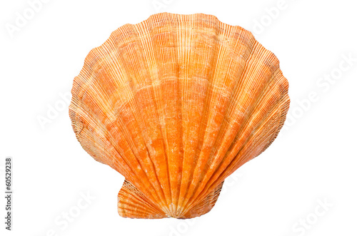 Great Scallop seashell on white background