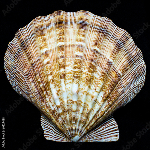 Lion's Paw Scallop seashell isolated on black background