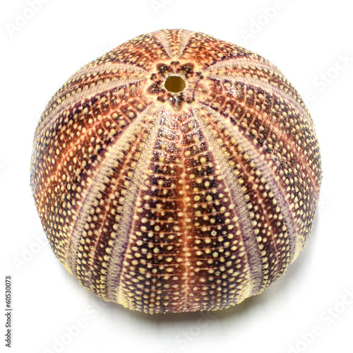 rare red sea urchins shell