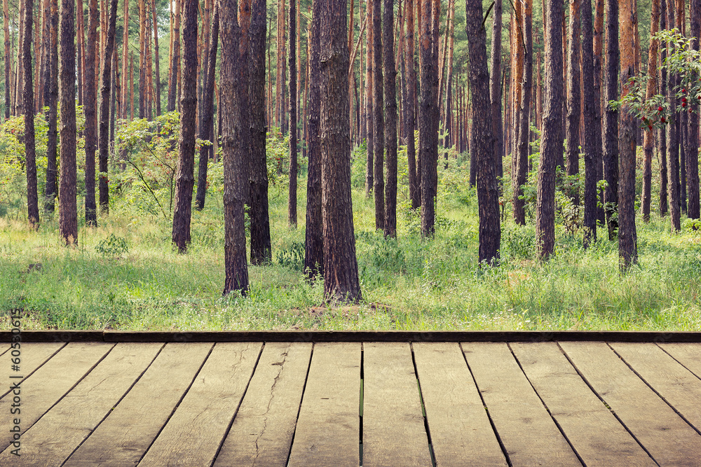 forest forest