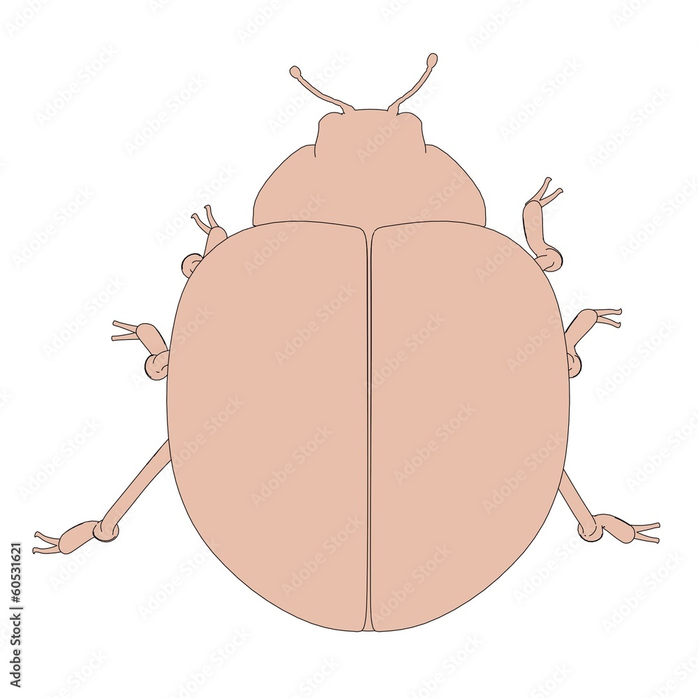 cartoon image of lady bug cartoon image of lady bug