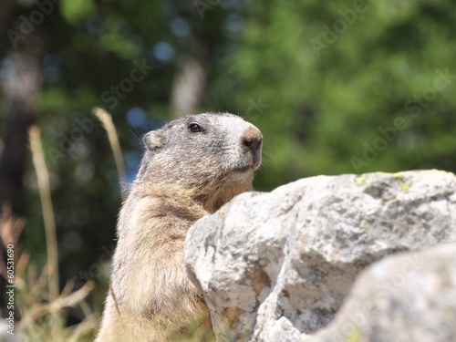 marmotte aguets