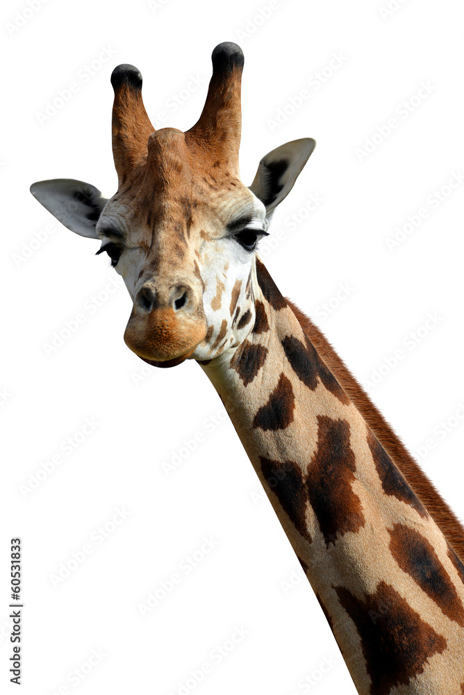Fototapeta premium żyrafa na białym tle