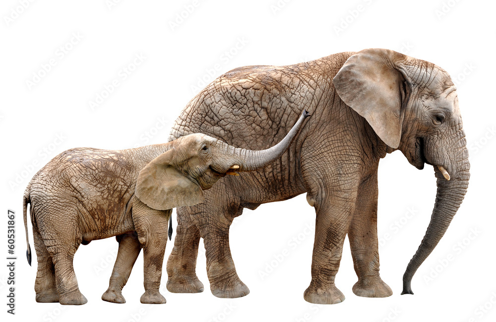 Obraz premium African elephants isolated on white