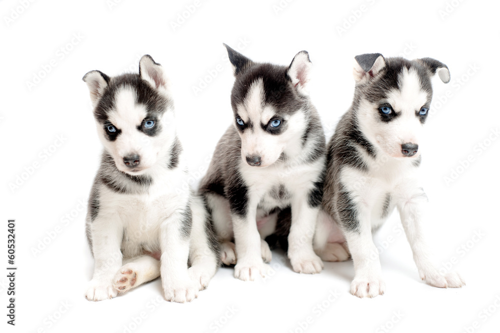 three purebred siberian husky puppies isolated on white