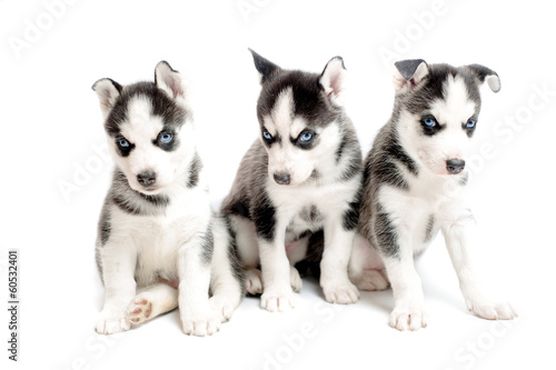 three purebred siberian husky puppies isolated on white © aboutmomentsimages