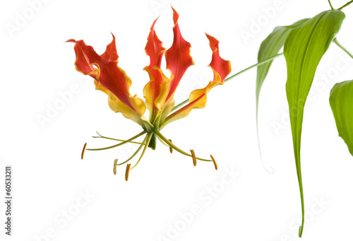 Flame lily flower of Zimbabwe (Gloriosa Superba) photo