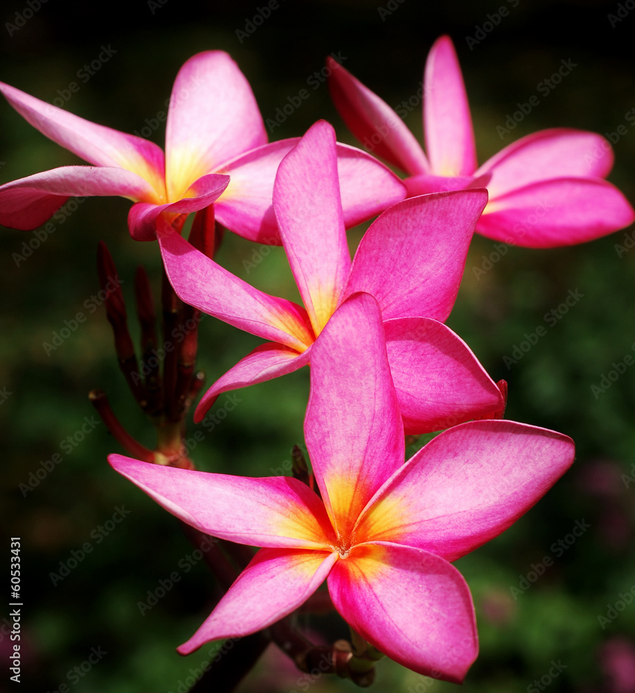Pink frangipani flowers Pink frangipani flowers