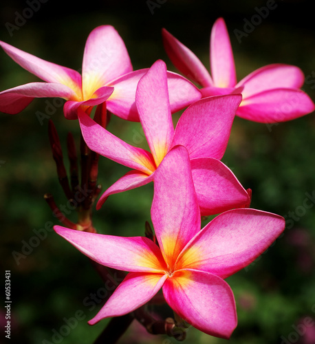 Pink frangipani flowers