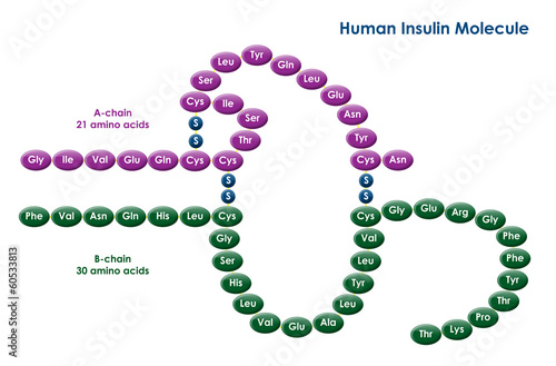 Illustration of a human insulin molecule photo