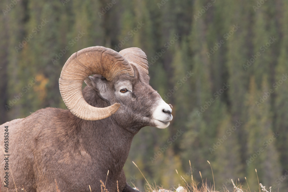 Fototapeta premium Big Horn Sheep Ram in Jasper National Park