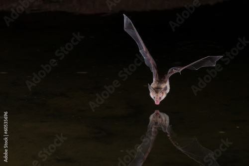Night Flash Image of Bat drinking water