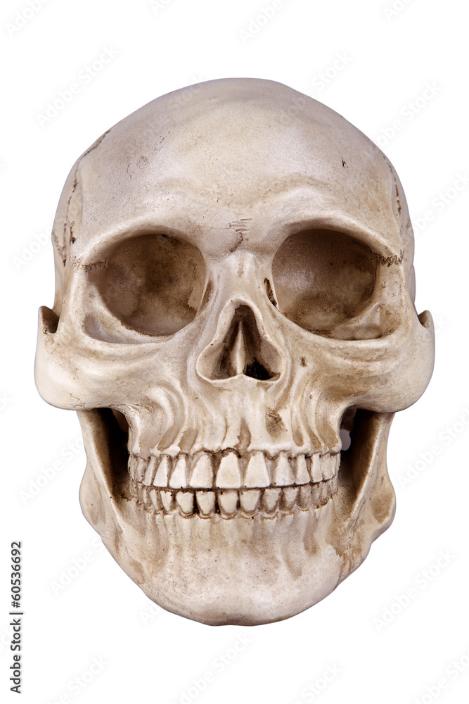 skull skull
