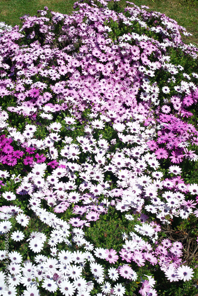 Flowerbed of daisies