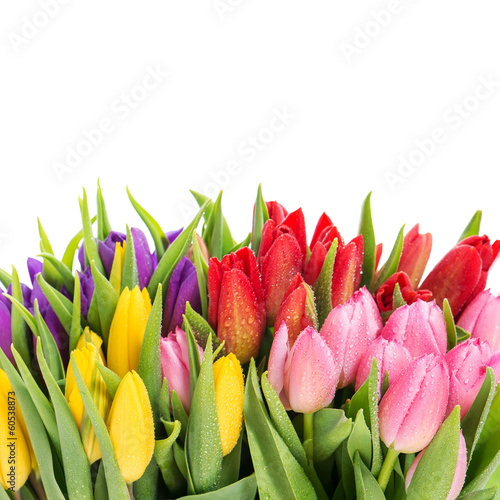 Fototapeta Naklejka Na Ścianę i Meble -  bouquet of multicolor tulips with water drops