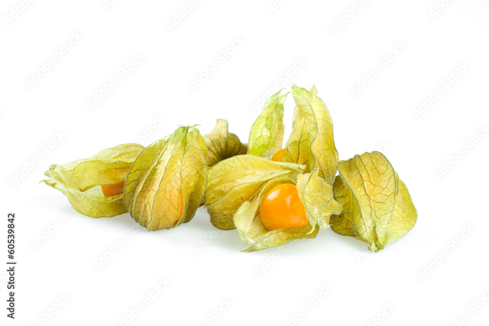 physalis physalis