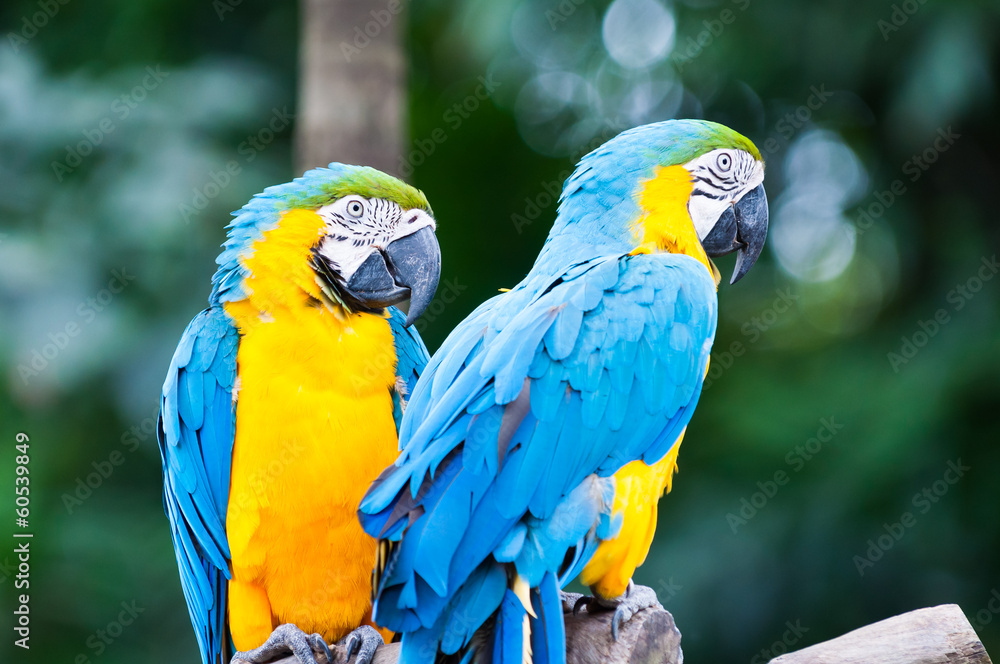 Blue-and-yellow Macaw