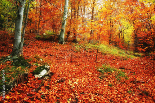 bunter Herbstwald.
