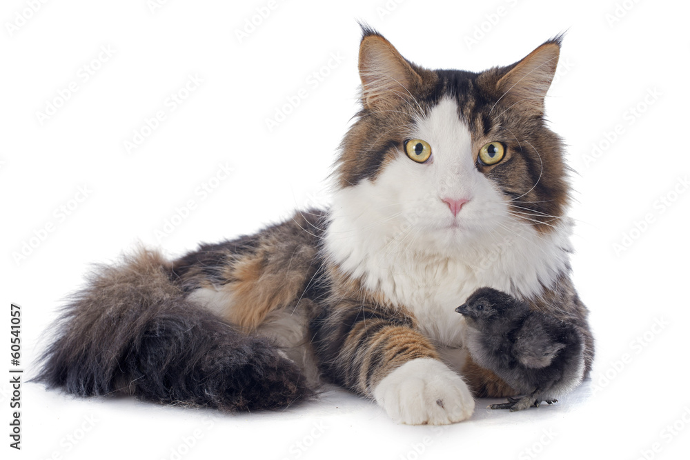 Fototapeta premium maine coon cat and chick