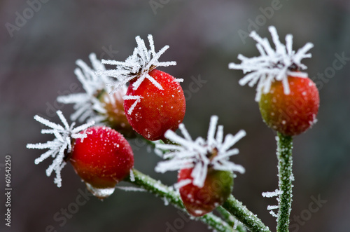 Frost