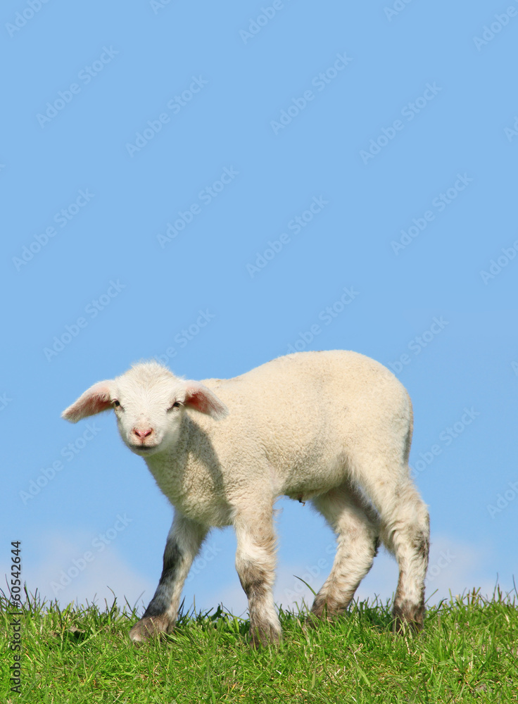 Obraz premium little lamb