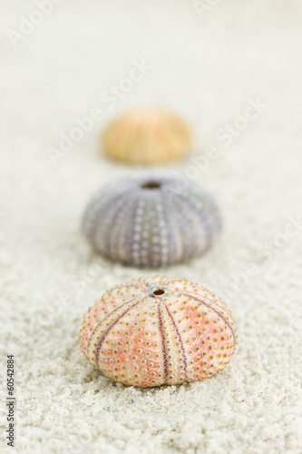 urchin in sand