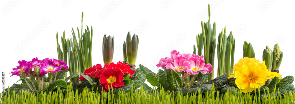 Naklejka premium Frühlingserwachen