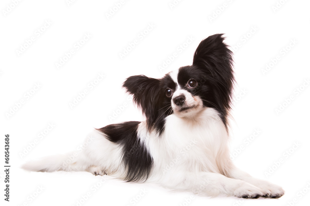 Beautiful papillon dog lying on isolated white Beautiful papillon dog lying on isolated white