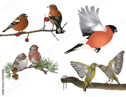 Tablou pe pânză Finches