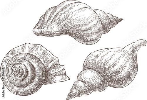 sea shells