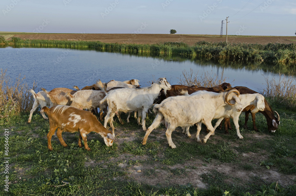 A herd of goats return of the pasture A herd of goats return of the pasture